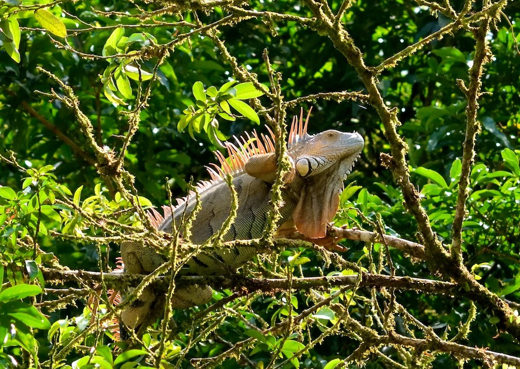 costa rica (17)