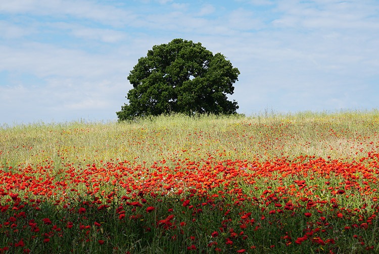 Italy-Via-Francigena-Tuscany-to-Rome-Leisure-Cycling-Holiday-12