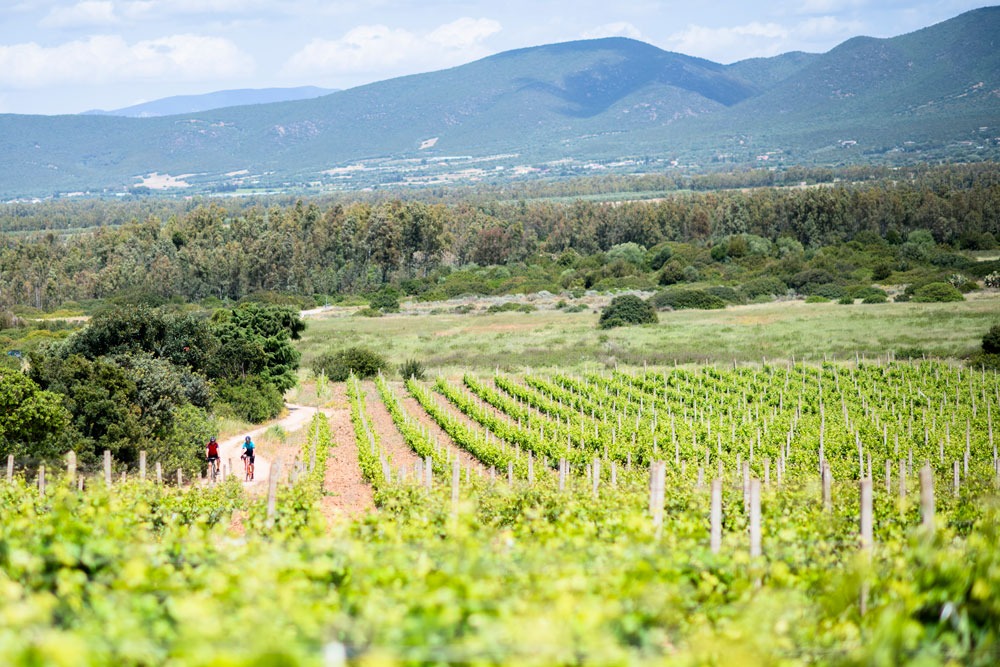 Riding through rolling vineyards on Sardinia