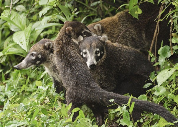 coati-wildlife-costa-rica-family-holiday.jpg