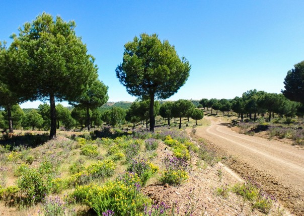 Gravel-Riding-Holiday-Spain-Ruta-de-la-Plata1.jpg