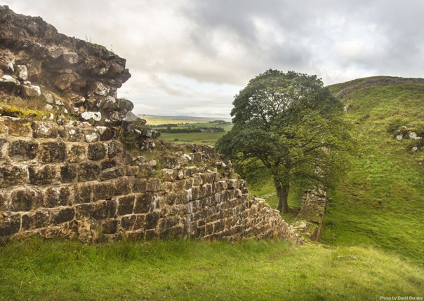 Hadrians-Cycleway-Sycamore-Gap-Self-Guided-Leisure-Cycling-Holiday.jpg