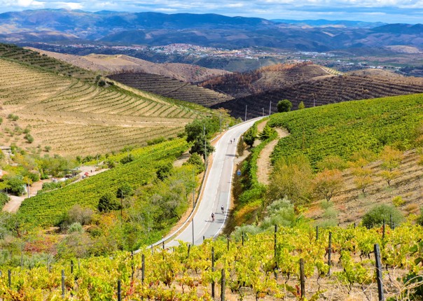Cyclists riding along a winding road with terraced vineyards of the Douro Valley in Portugal
