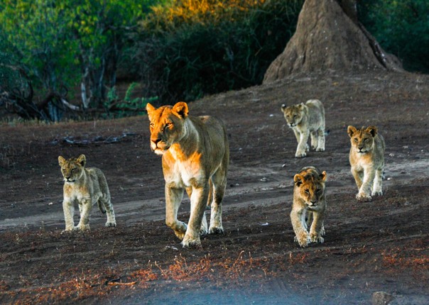 lions-in-south-africa-and-botswana-saddle-skedaddle-mountain-bike-holiday.jpg