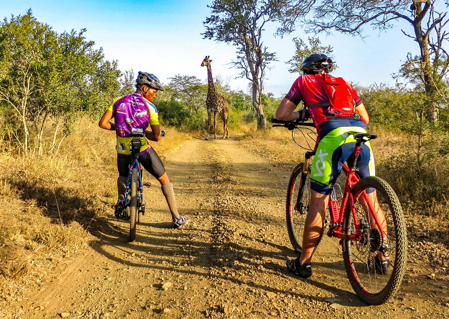 Two cyclists watch a giraffe in the dirt track ahead